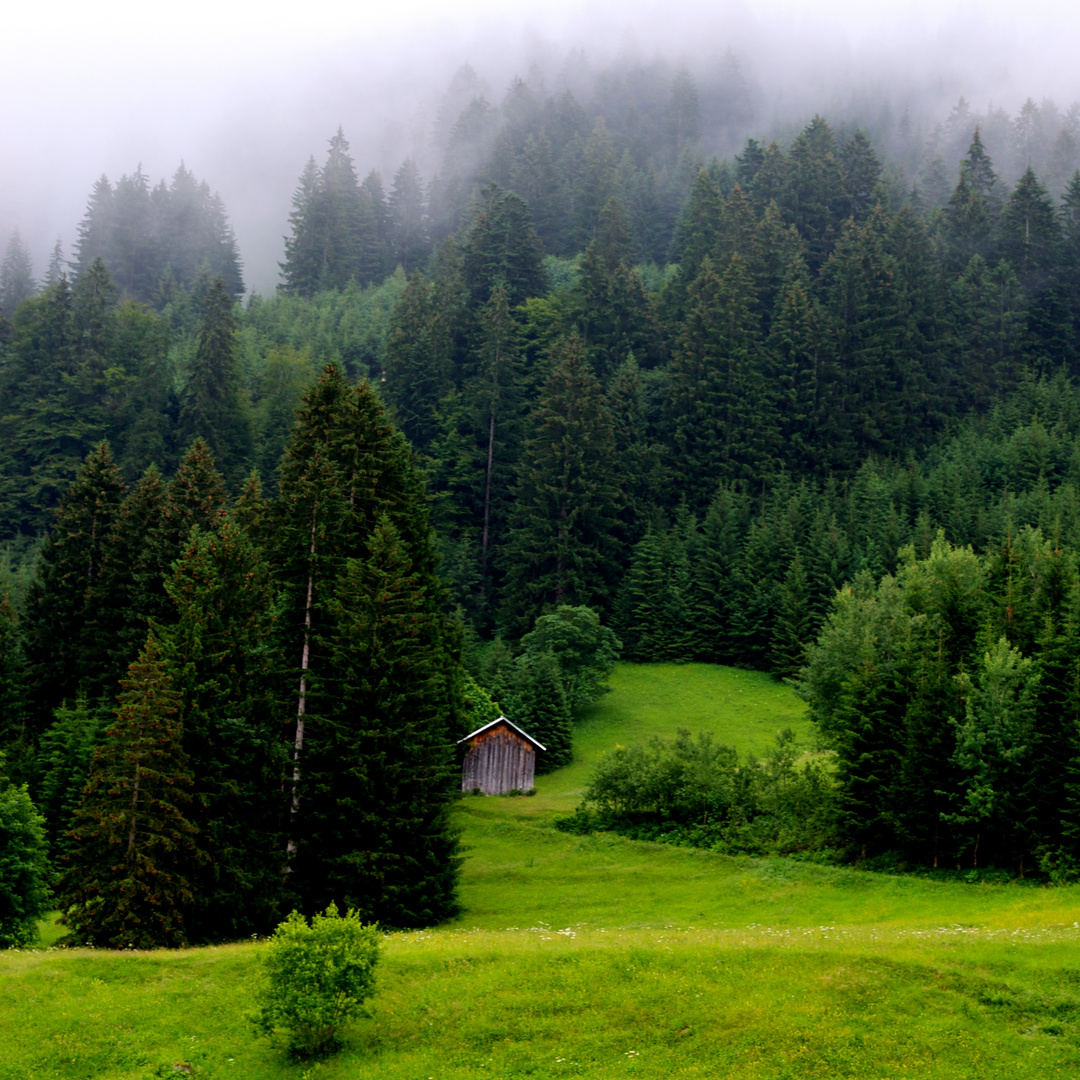 Im Nebel verschwinden