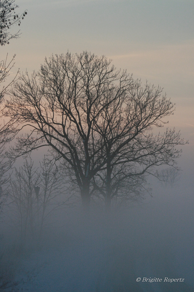 Im Nebel versunken