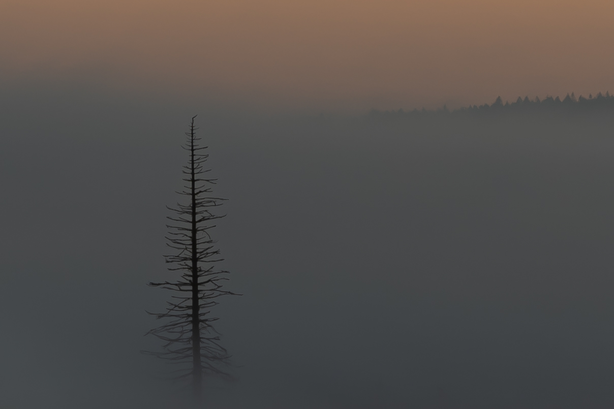 IM NEBEL VERSUNKEN