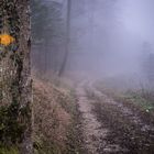 Im Nebel Wandern