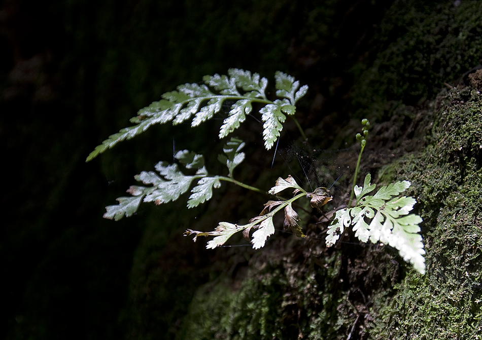 im Nebelwald