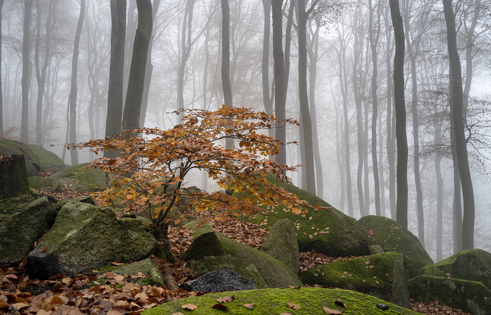 Im Nebelwald