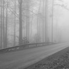 Im Nebelwald