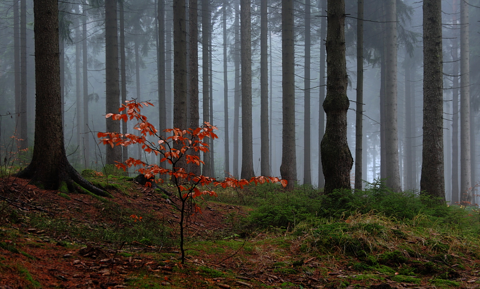 im Nebelwald