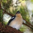 Im Nebelwald auf La Gomera