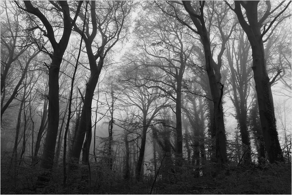 Im Nebelwald auf Rügen...
