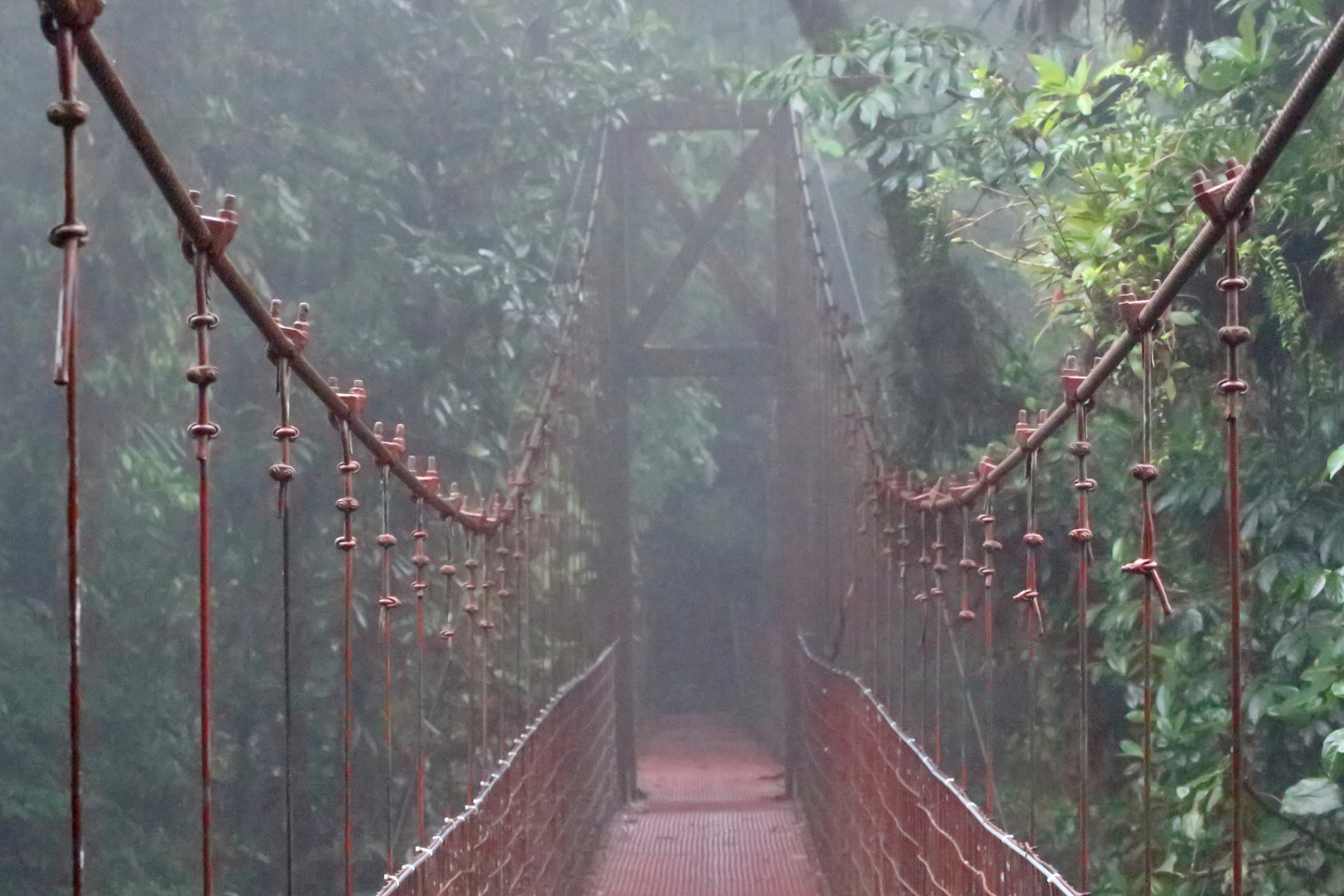 im Nebelwald Costa Rica