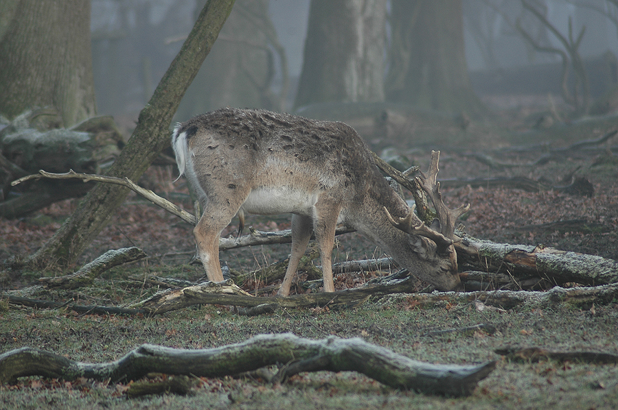 Im Nebelwald I