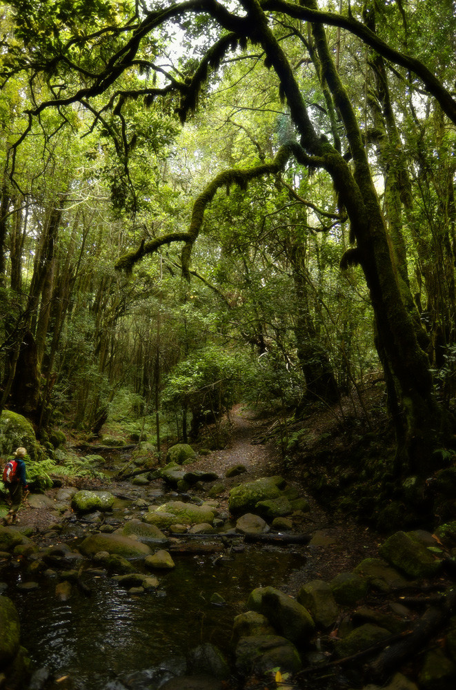 im Nebelwald, La Gomera