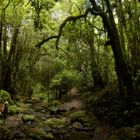 im Nebelwald, La Gomera