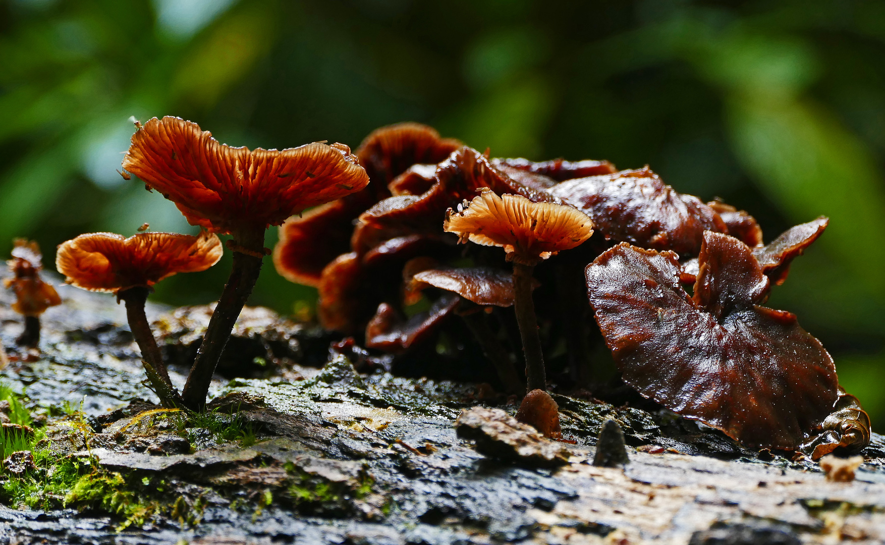 im Nebelwald unterwegs