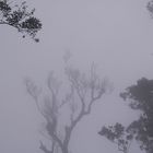 Im Nebelwald Venezuela's