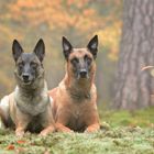 im nebligen Herbstwald