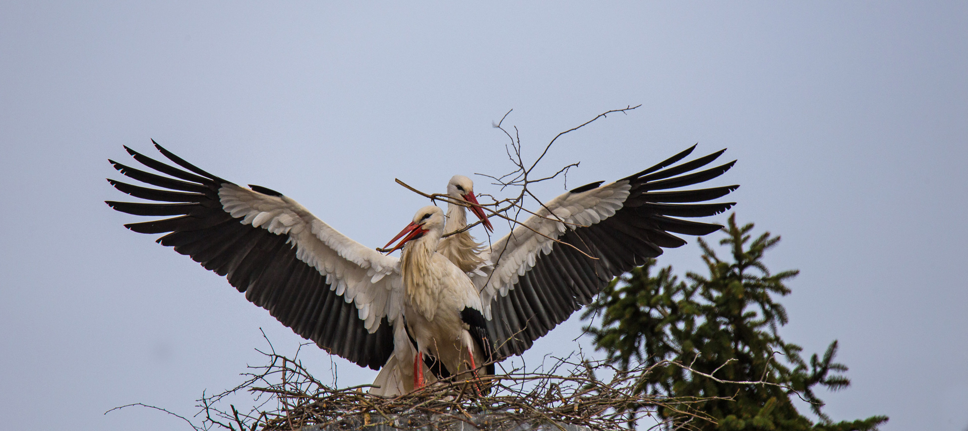 im Nest angekommen