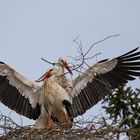 im Nest angekommen