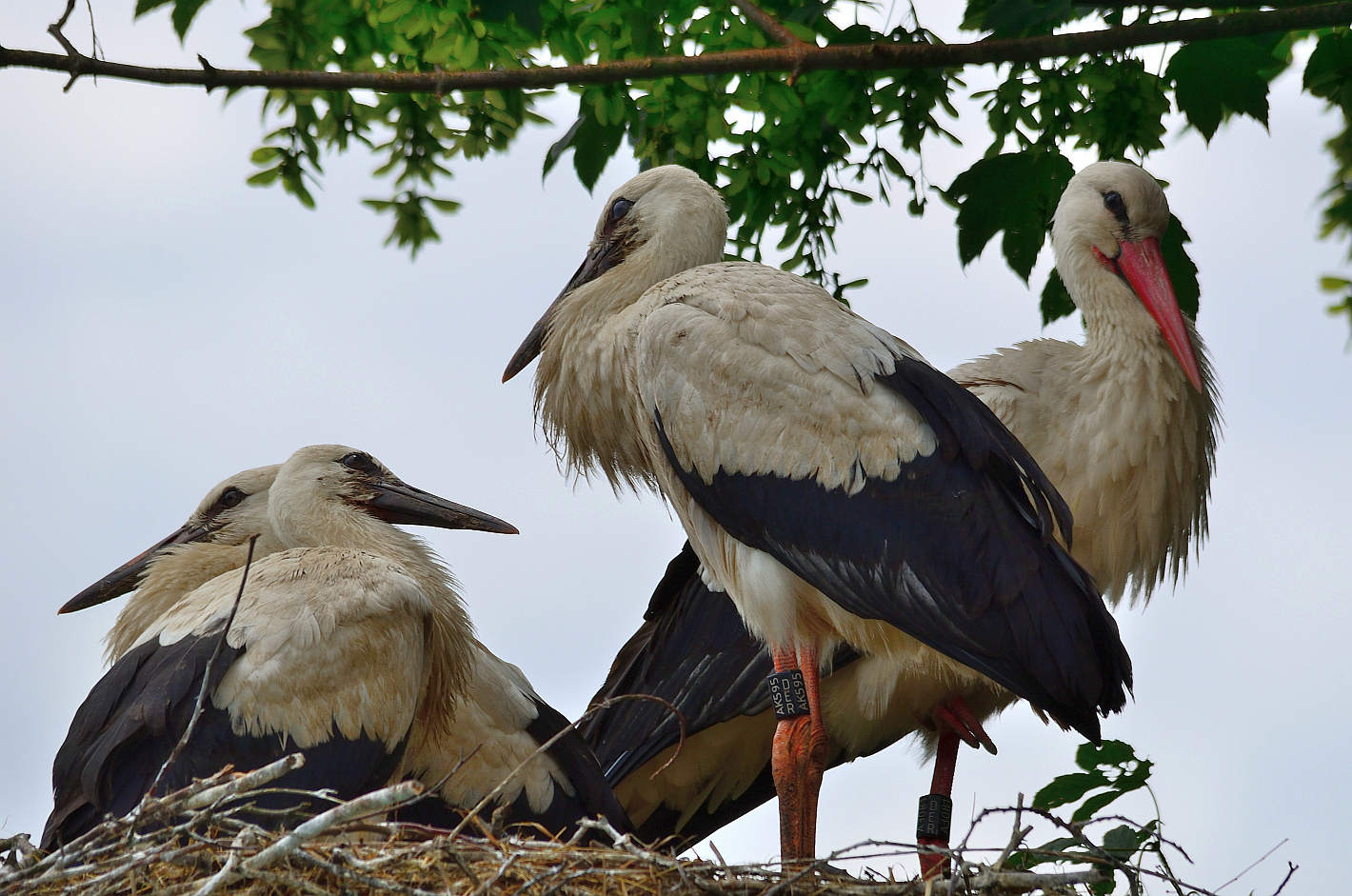 Im Nest!  In the nest! ¡En el nido!