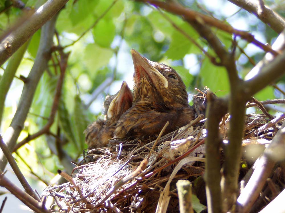 Im Nest ...warten auf Futter