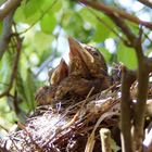 Im Nest ...warten auf Futter