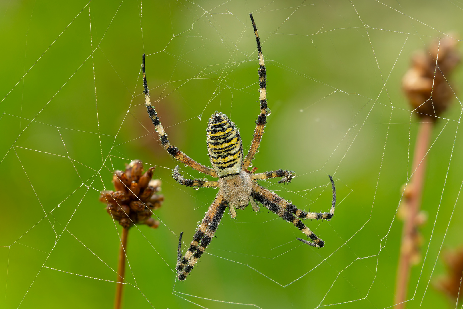 Im Netz... Foto & Bild tiere, wildlife, spinnen Bilder auf