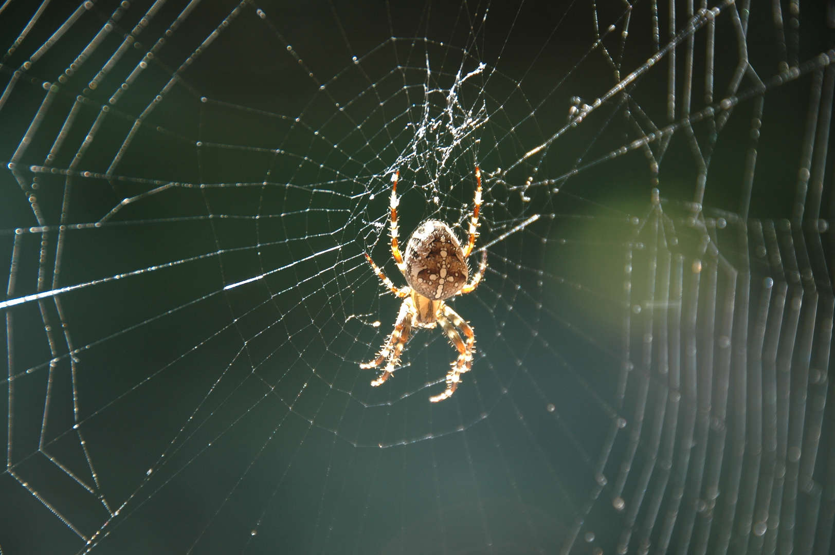 im Netz der Kreuzspinne