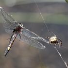 Im Netz der Schilfradspinne (Larinioides cornutus)