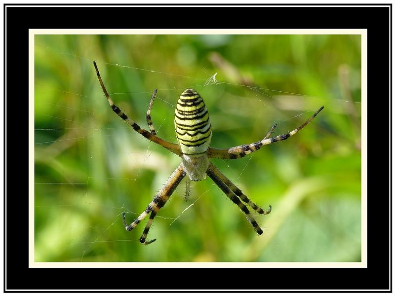 Im Netz der Spinne