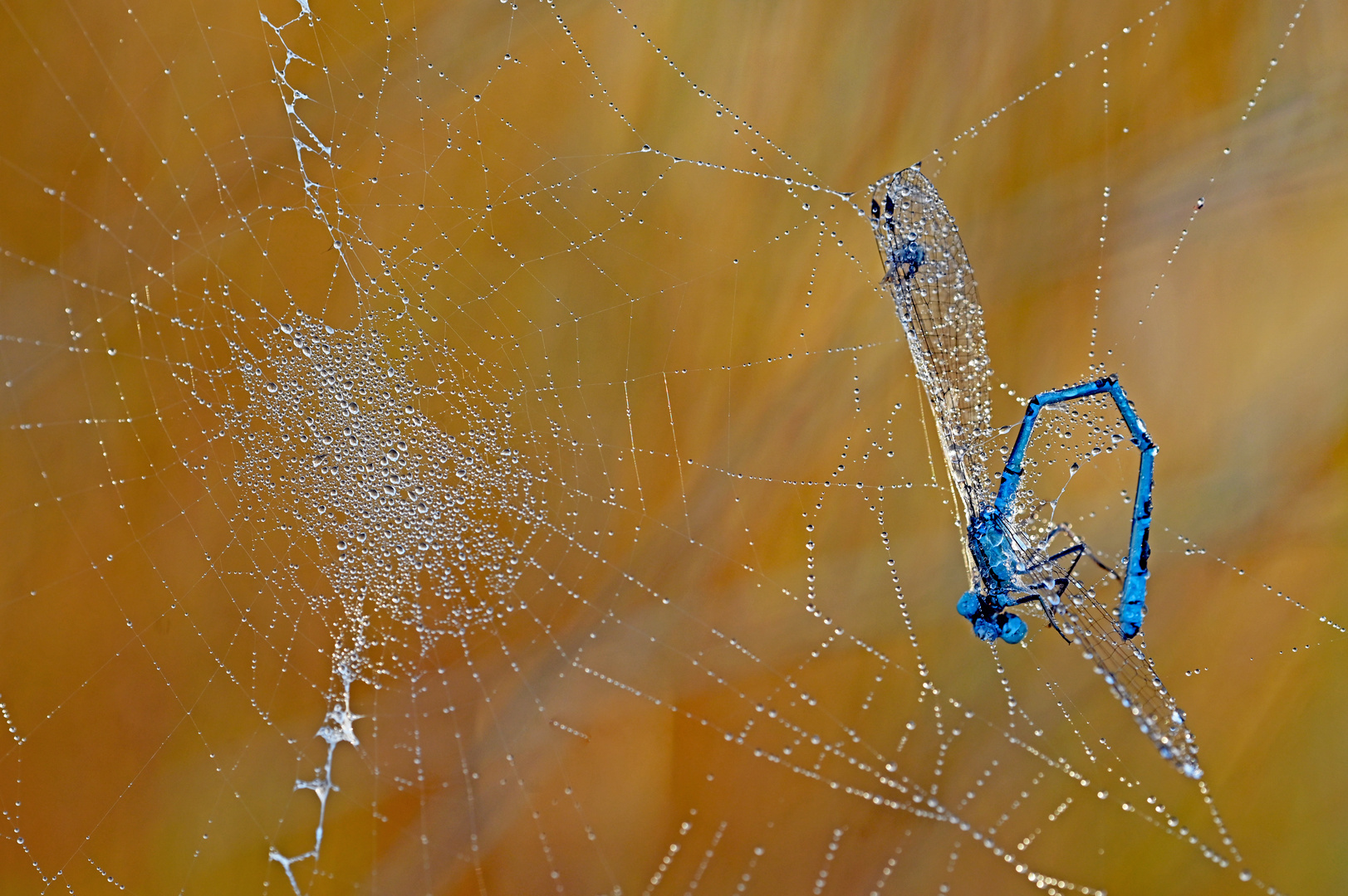 Im Netz der Spinne