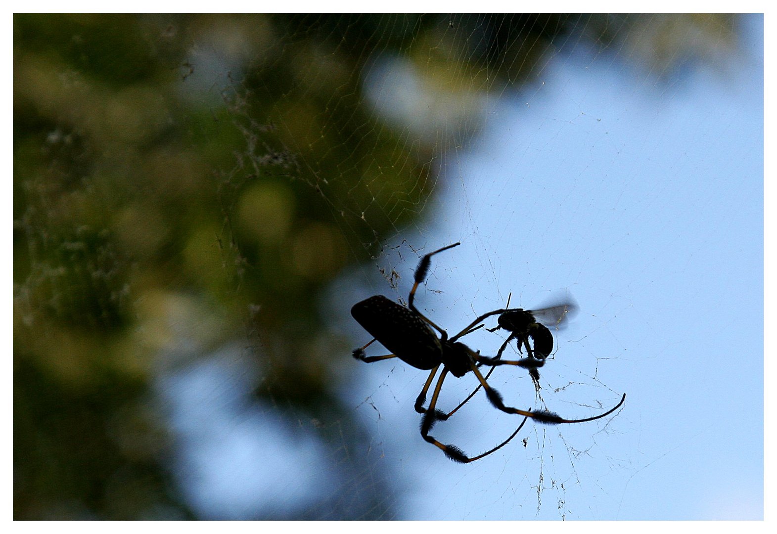 Im Netz der Spinne