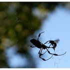 Im Netz der Spinne