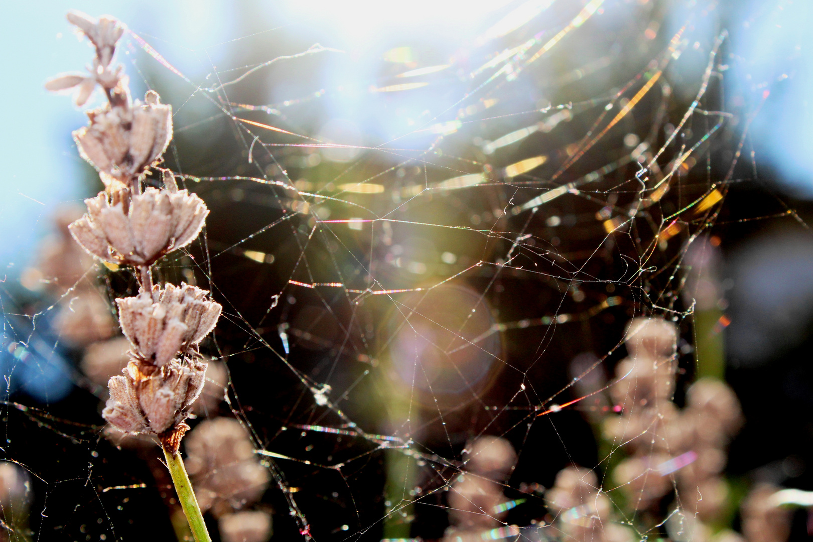 Im Netz der Spinne