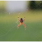 Im Netz der Spinne