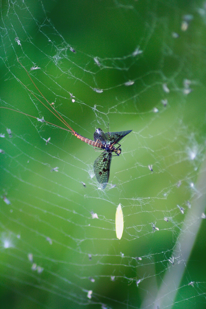 Im Netz der Spinne