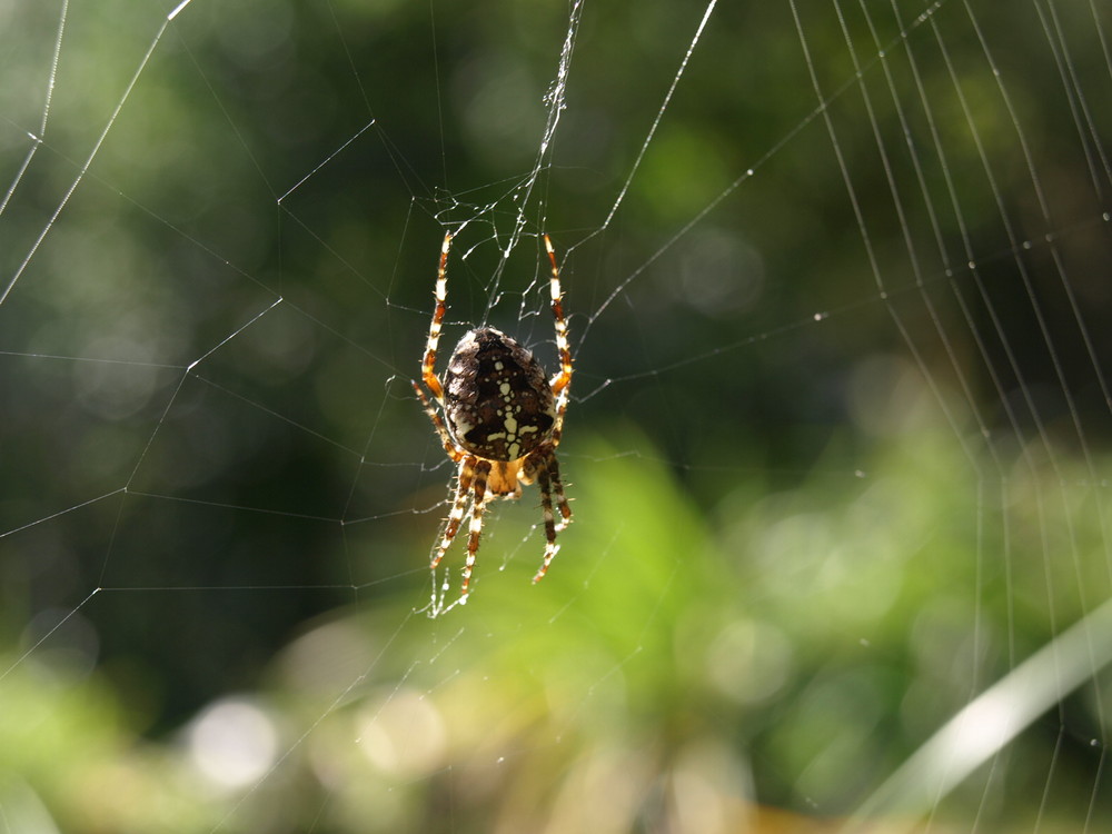 Im Netz der Spinne