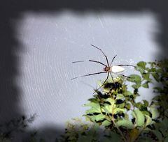 Im Netz der Spinne