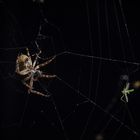 Im Netz der Spinne