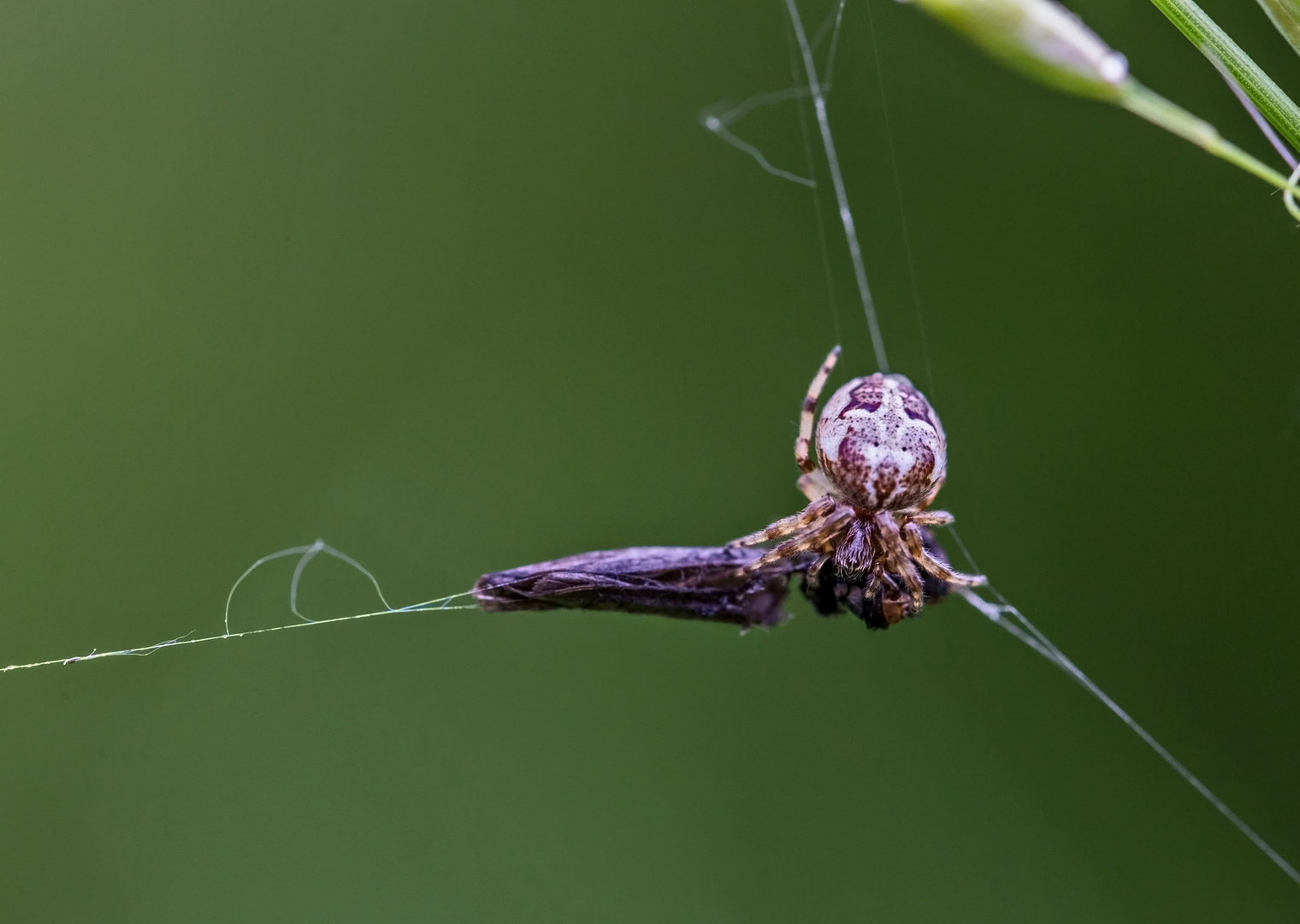 Im Netz der Spinne