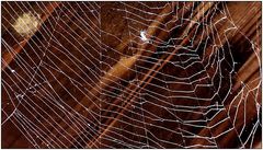 Im Netz der Spinne