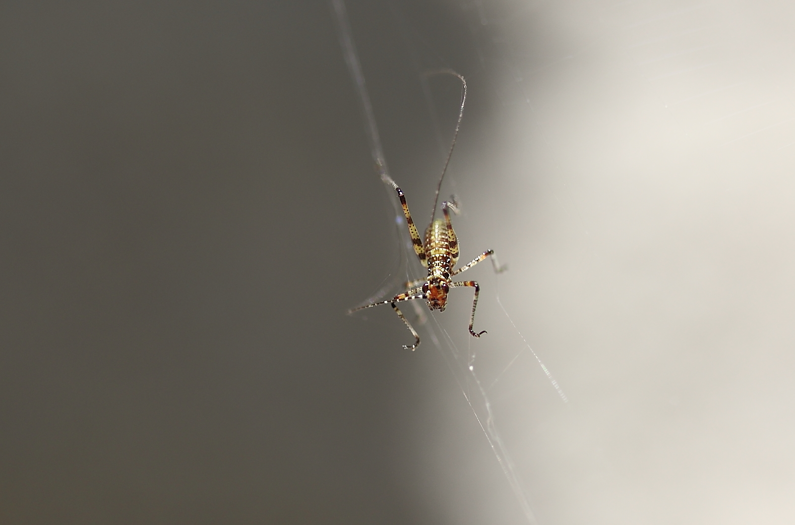 Im Netz der Spinne......