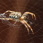 im Netz der Spinne