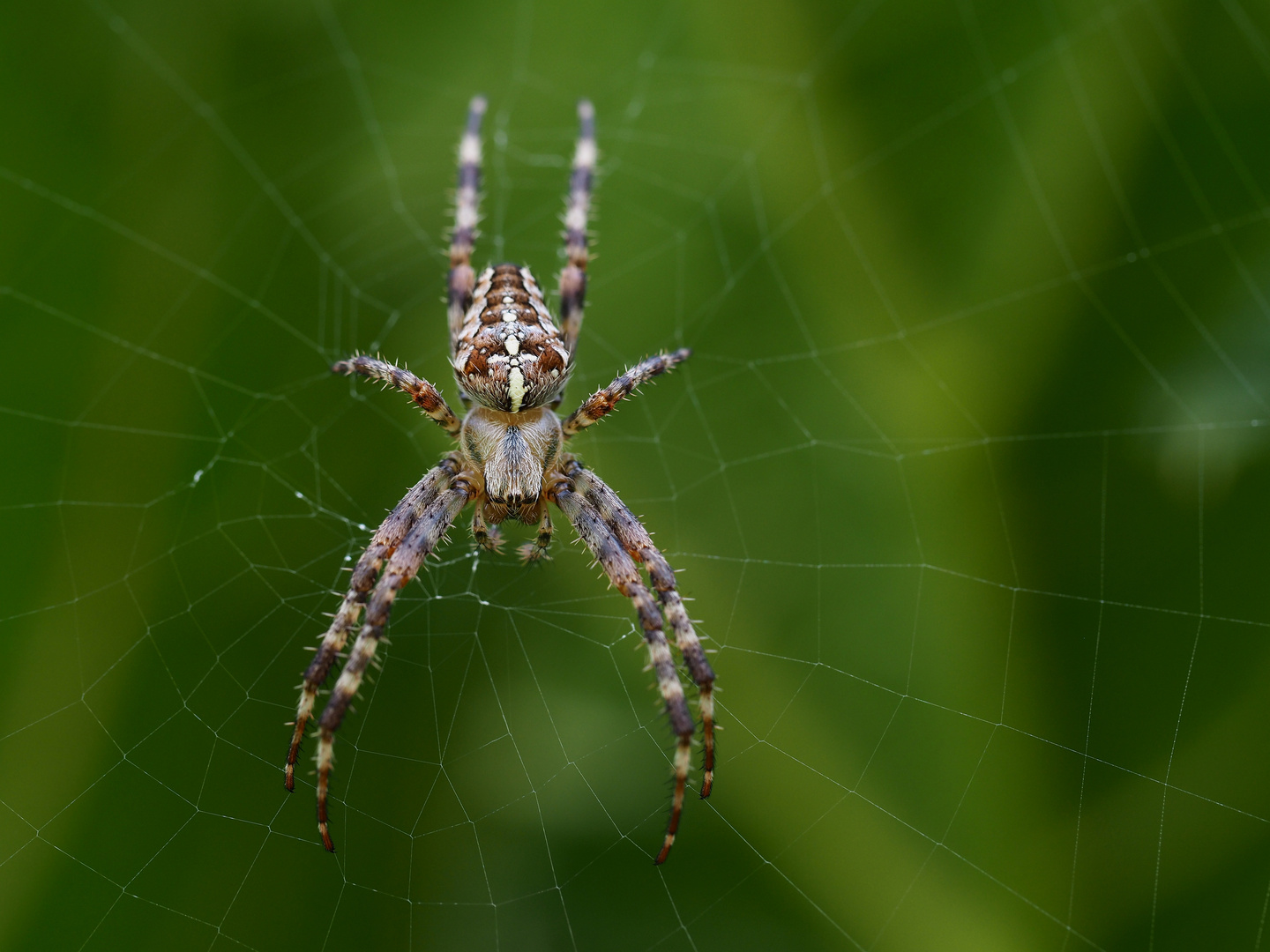 Im Netz der Spinne