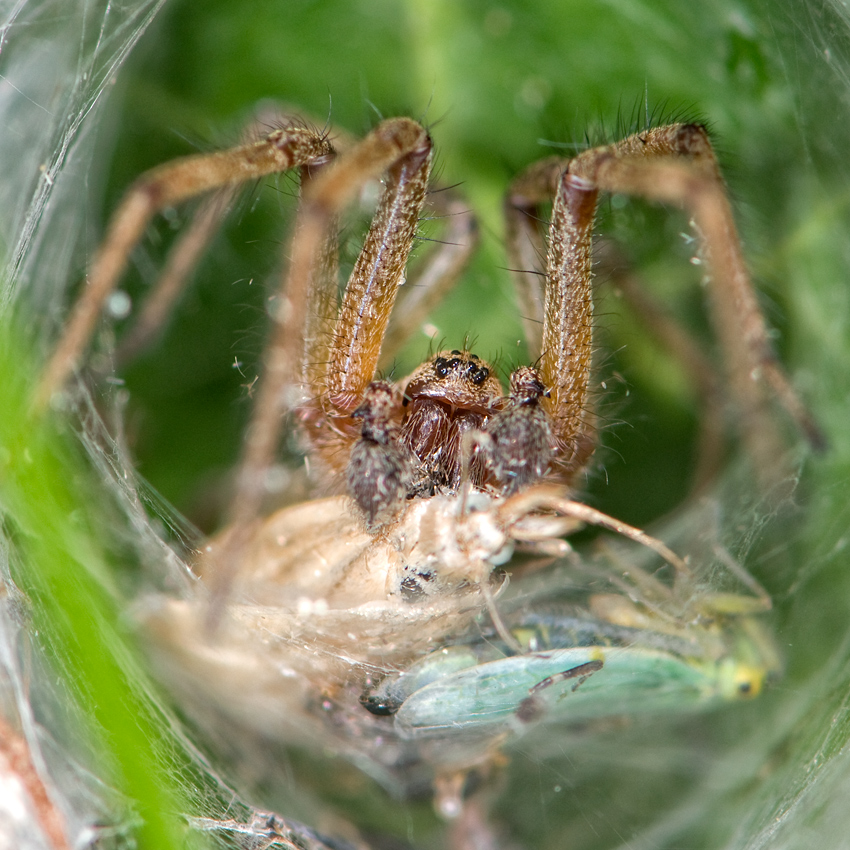 Im Netz der Spinne gefangen...