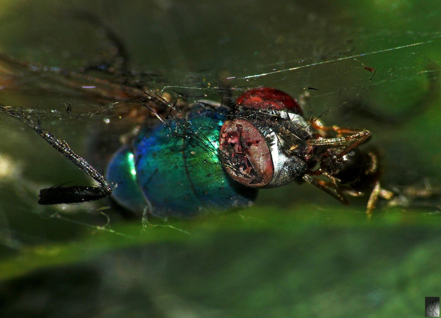 Im Netz der Spinne (Resteverwertung)