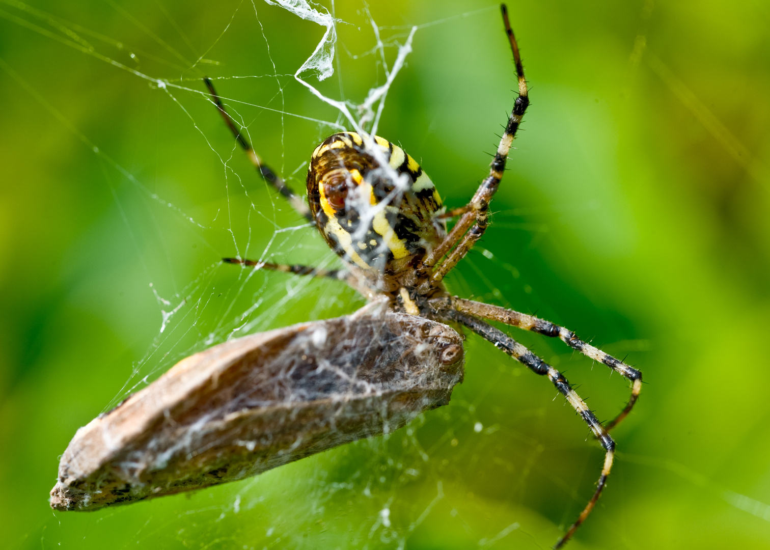 im netz der wespenspinne