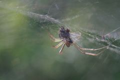 Im Netz die Spinne