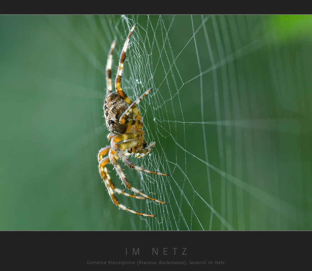 Im Netz - Gemeine Kreuzspinne (Araneus diadematus), lauernd im Netz