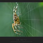 Im Netz - Gemeine Kreuzspinne (Araneus diadematus), lauernd im Netz