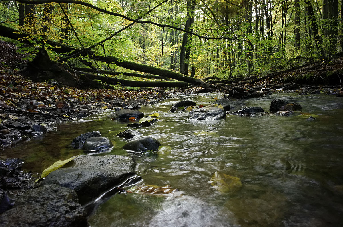 Im Netzbachtal des Saarbrücker Urwalds