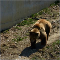 im neuen Bärenpark