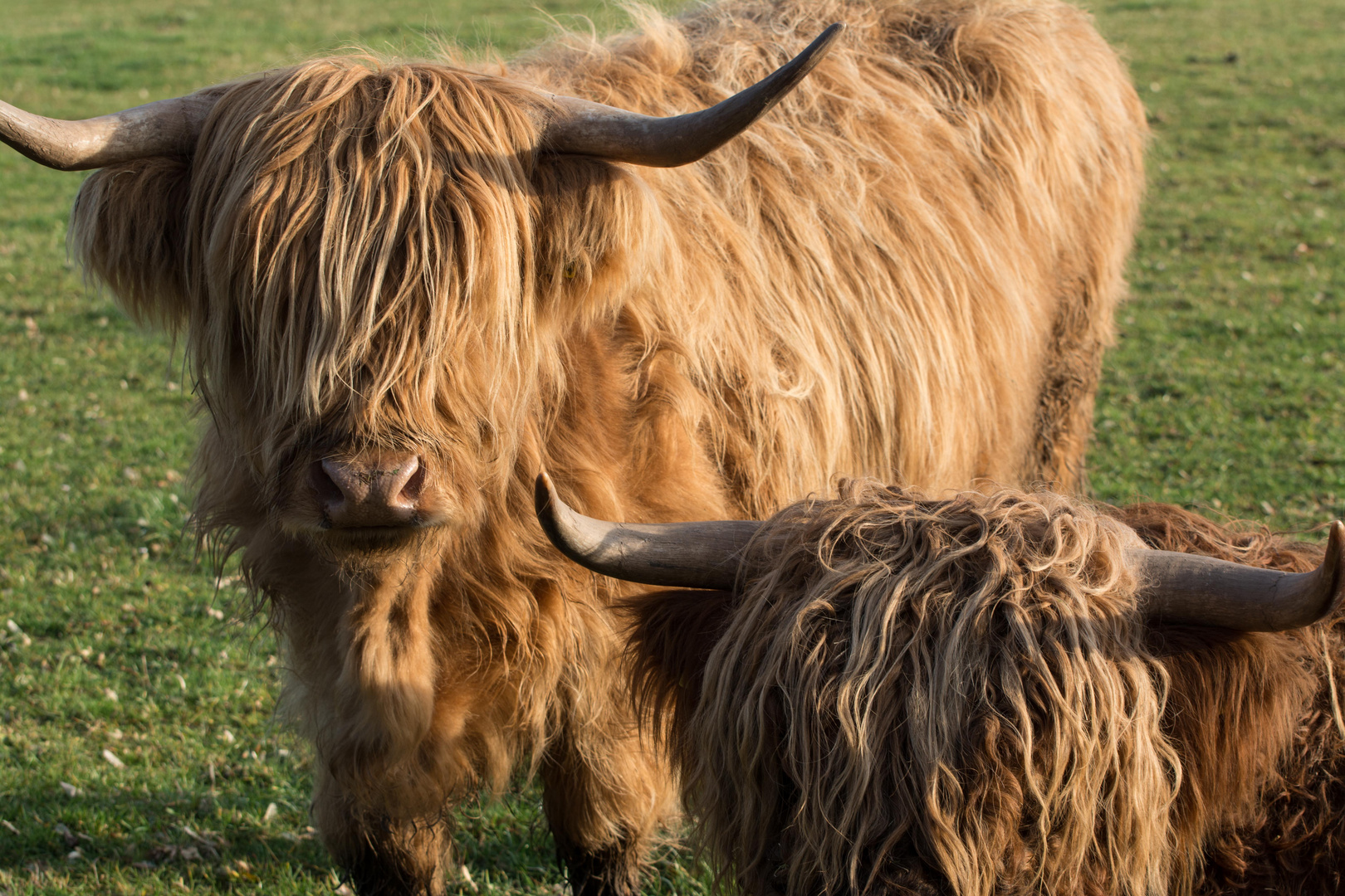 Im neuen Jahr gehen wir aber zum Friseur