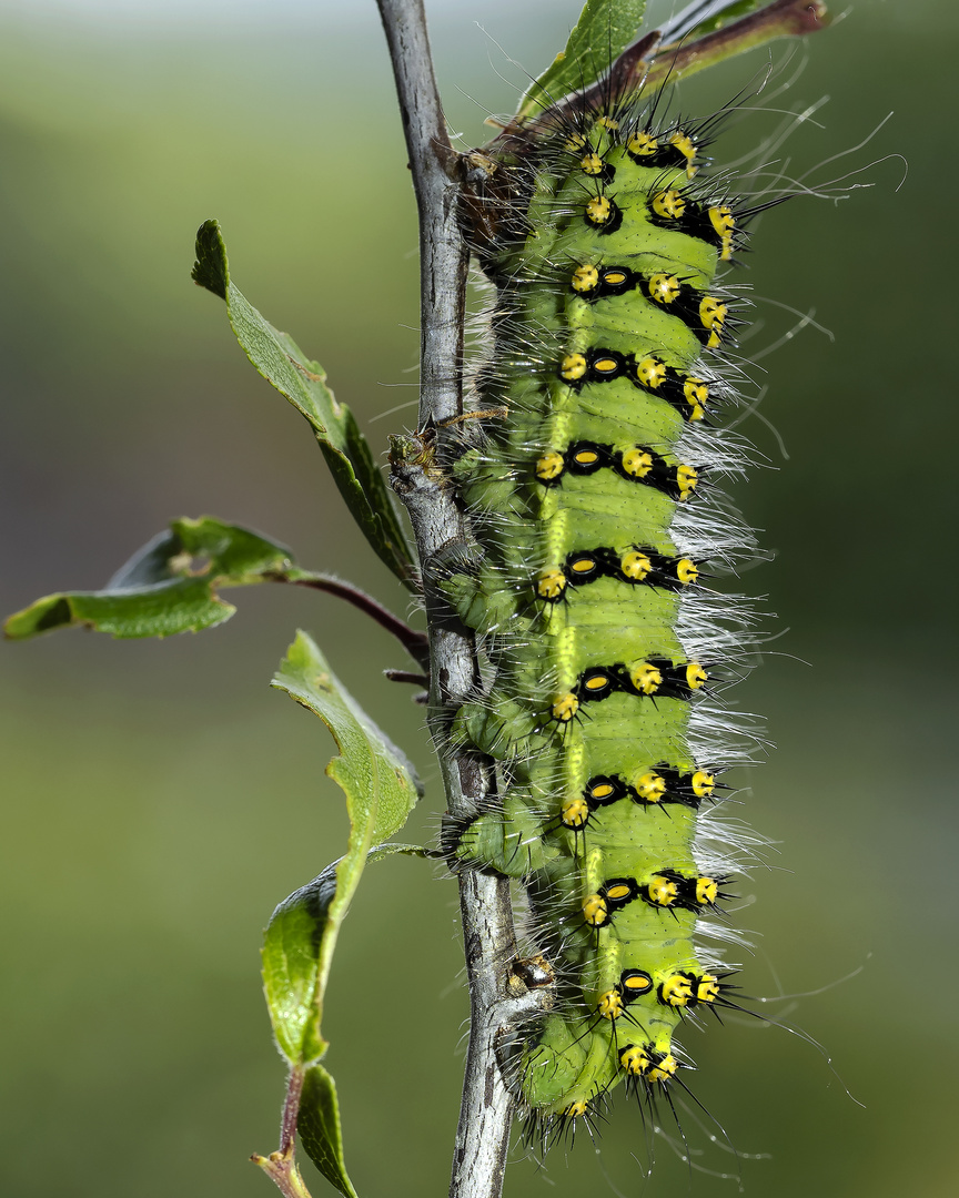 Im neuen Kleid ( Saturnia pavonia )